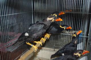 Kot 953 2度目の九官鳥 若鳥 雄雌ペアで キットウココ ペット部 Kot 953 2度目の九官鳥 若鳥 雄雌ペアで キットウココ ペット部