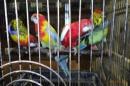 IN-4353　ナナクサインコ・ノーマル　　♂♀居ます　残り♀