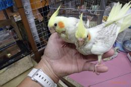 IN-4348　オカメインコの雛　