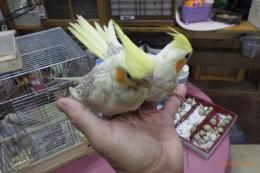 IN-4348　オカメインコの雛　
