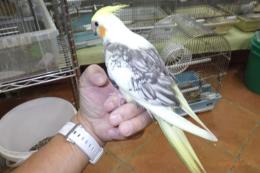 IN-4348　オカメインコの雛　
