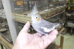 IN-4350　すでに一人餌　オカメインコ　ノーマル雄