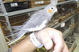 IN-4350　すでに一人餌　オカメインコ　ノーマル雄