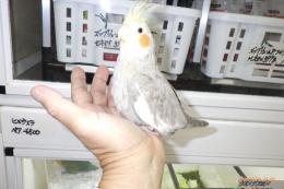 IN-4350　すでに一人餌　オカメインコ　ノーマル雄