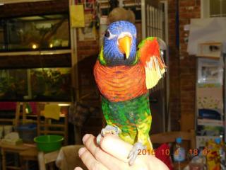 ゴシキセイガイインコ よよちゃん-