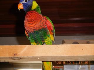 IN-2813 ゴシキセイガイインコ 一人餌 | キットウココ ペット部