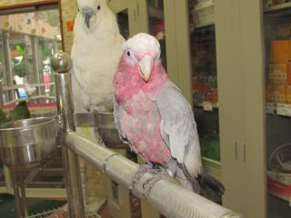 IN-2008  国産モモイロインコの4か月