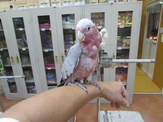 IN-2008  国産モモイロインコの4か月