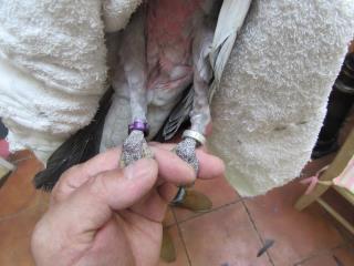 IN-2008  国産モモイロインコの4か月