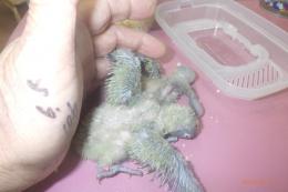 IN-4553　キエリボタンインコの雛　挿し餌中