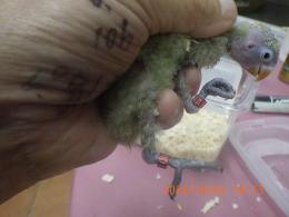 IN-4553　キエリボタンインコの雛　挿し餌中