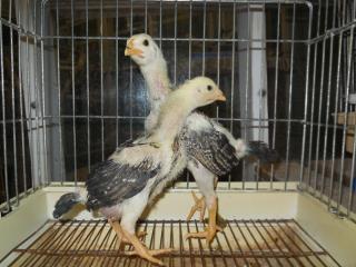 【軍鶏】 軍鶏 | 鶏やシャポンのこだわりの飼育風景を写真にて発信する