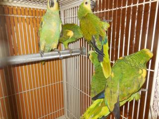 In 1619 南米繁殖個体のアオボウシインコ 雄若 限定品 キットウココ ペット部