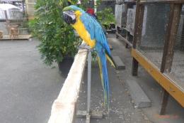 IN-4554　ルリコンゴウインコ・女の子