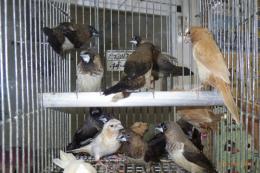 KOT-2768　1色物のジュウシマツ・雄雌で