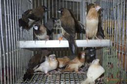 KOT-2768　1色物のジュウシマツ・雄雌で