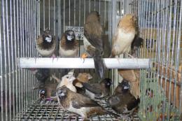 KOT-2768　1色物のジュウシマツ・雄雌で