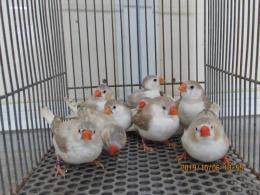 ぺんぎん hqdefault.jpg