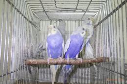 IN-4014 セキセイインコ・バイオレットウイング 親物雄雌で