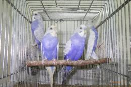 IN-4014 セキセイインコ・バイオレットウイング 親物雄雌で