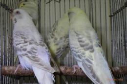 IN-4016 セキセイインコ・赤目のファロー 雄雌で | キットウココ