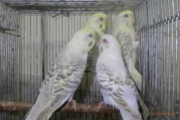 IN-4016 セキセイインコ・赤目のファロー 雄雌で | キットウココ ペット部