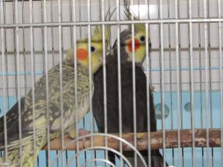 IN-2451 オカメインコ ノーマルとイザベラの雄雌で | キットウココ