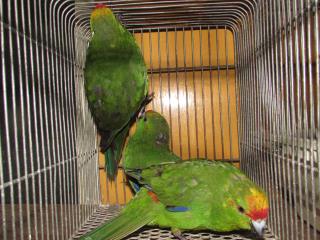 In 19 キガシラアオハシインコ ノーマル若雄 キットウココ ペット部
