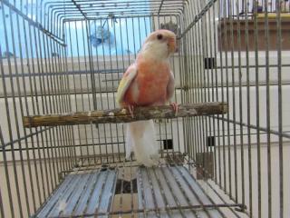 In 3077 アキクサインコ ルビノー若 雌 キットウココ ペット部 In 3077 アキクサインコ ルビノー若 雌 キットウココ ペット部