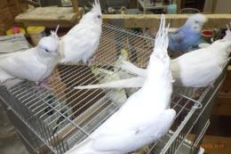IN-4194 手乗りオカメインコ・純白色です。残り1羽更新