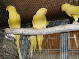 In 2819 輸入ワカケホンセイインコ ルチノー 判別が出来ましたのでペア販売 キットウココ ペット部