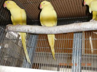 In 2819 輸入ワカケホンセイインコ ルチノー 判別が出来ましたのでペア販売 キットウココ ペット部