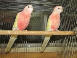 In 34 アキクサインコ ルチノー 若 メス キットウココ ペット部