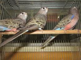 In 3492 若 アキクサインコ ノーマル 雌っぽい キットウココ ペット部