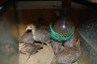 Ta 244 ホロホロチョウのヒヨコ 1羽の価格 ドンドン成長しています キットウココ ペット部