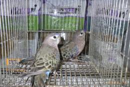 IN-4356　アキクサインコ・ノーマルの雄雌で