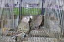 IN-4356　アキクサインコ・ノーマルの雄雌で