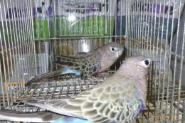 IN-4356　アキクサインコ・ノーマルの雄雌で