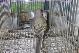 IN-4356　アキクサインコ・ノーマルの雄雌で