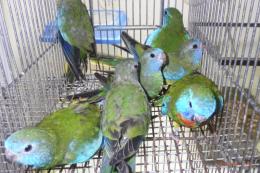 IN-4357　ヒムネキキョウインコ・雄雌で
