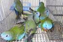 IN-4357　ヒムネキキョウインコ・雄雌で