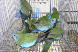 IN-4357　ヒムネキキョウインコ・雄雌で
