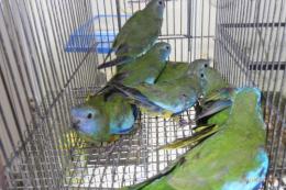 IN-4357　ヒムネキキョウインコ・雄雌で