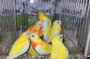 IN-4358　ヒムネキキョウインコ・レッドべリード雄雌で