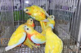 IN-4358　ヒムネキキョウインコ・レッドべリード雄雌で