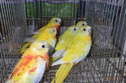 IN-4358　ヒムネキキョウインコ・レッドべリード雄雌で
