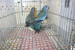 IN-4359　ヒムネキキョウインコ・ブルー雌?♂?