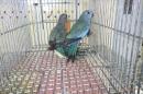 IN-4359　ヒムネキキョウインコ・ブルー雌?♂?