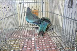 IN-4359　ヒムネキキョウインコ・ブルー雌?♂?
