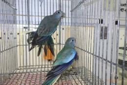 IN-4359　ヒムネキキョウインコ・ブルー雌?♂?
